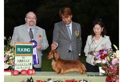 販売中のミニチュアダックスフンド(ロングヘアード)の親犬